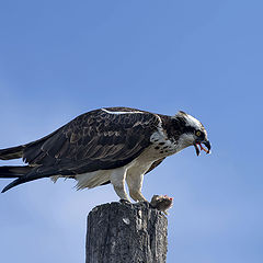 photo "Osprey"