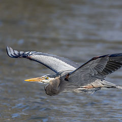 фото "Grat Blue Heron"