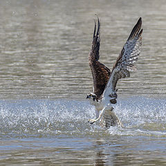 фото "Osprey"