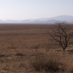 фото "Деревце"