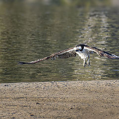 photo "Osprey taking off in Malibu Lagoon Ca."