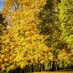 photo "Fall in the Park"