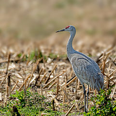 photo "Sandhill Crane"