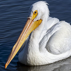 photo "American Pelican"