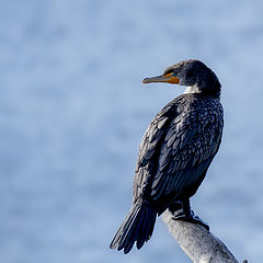 photo "Double-crested Cormorant"