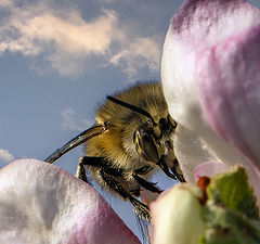 фото "Взгляд Пчелы говорит о многом..."