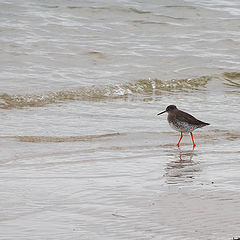 фото "Red leg"