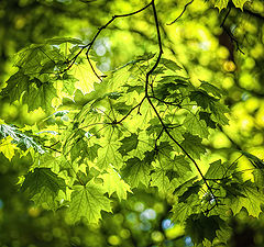 photo "Leaves"