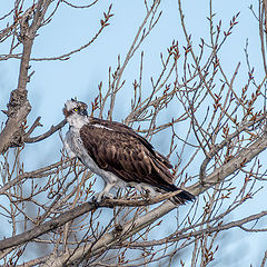 фото "Osprey"