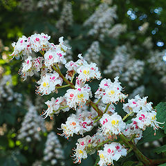 photo "Chestnut Spring"