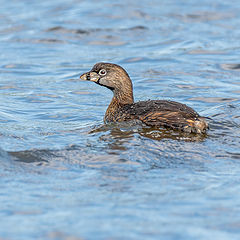 photo "Pied-billed Grebe"