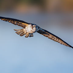 фото "Osprey"