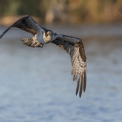 photo "Osprey"