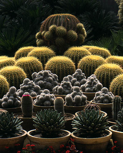 photo "The Cactus Family" tags: nature, flowers