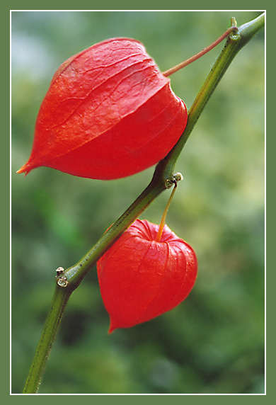 photo "Lanterns" tags: nature, flowers