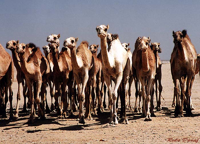 фото "Camels" метки: путешествия, природа, Африка, дикие животные