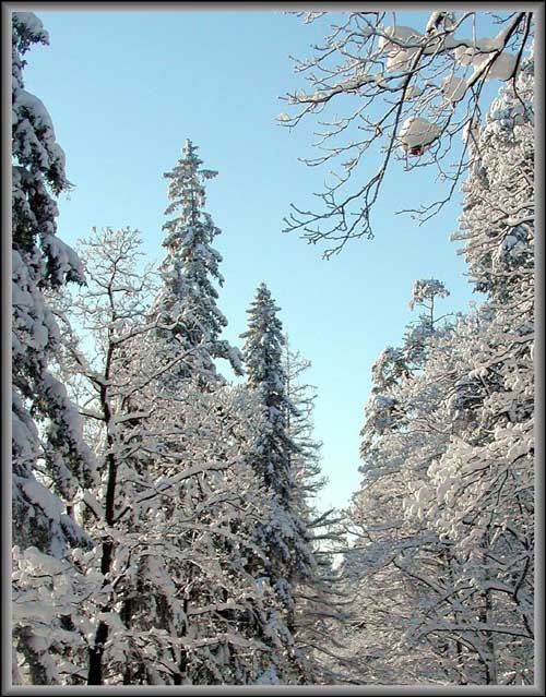 photo "Sight upwards" tags: landscape, winter