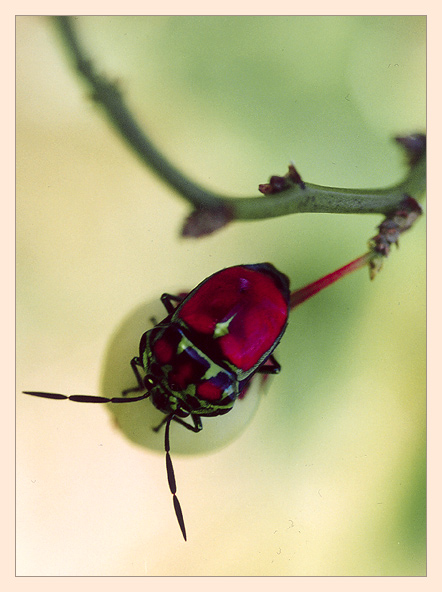 photo "Thailand`s beetle" tags: macro and close-up, 