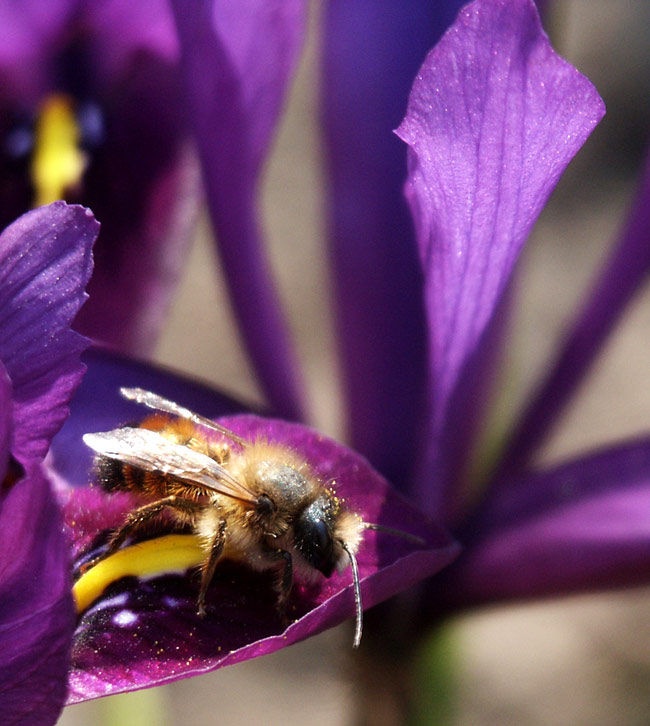 photo "lilac bee" tags: nature, macro and close-up, insect