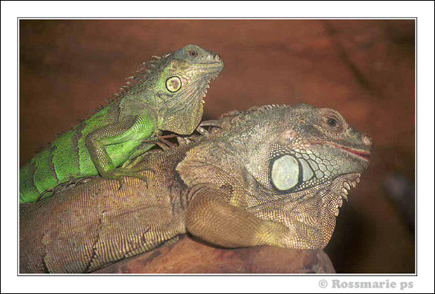 photo ""Jurassic Park"" tags: nature, wild animals