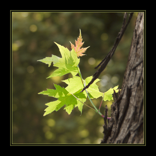 photo "The sun, the maple...new life" tags: abstract, nature, flowers