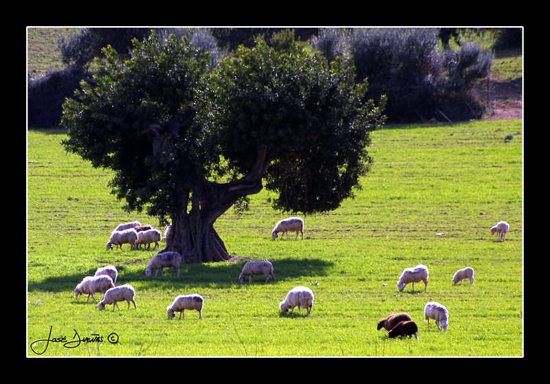 фото "The old tree" метки: природа, пейзаж, 