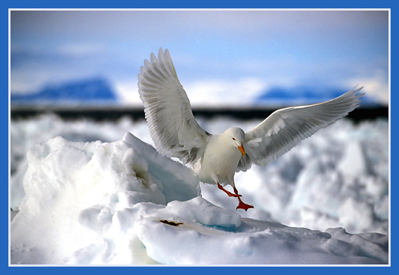 photo "Gull`s Dance" tags: nature, wild animals