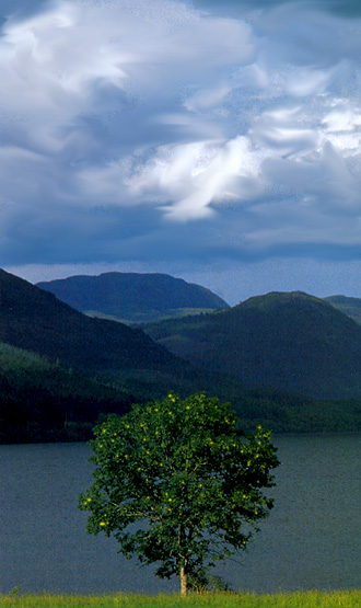 photo "A Tree , simple Tree." tags: landscape, spring