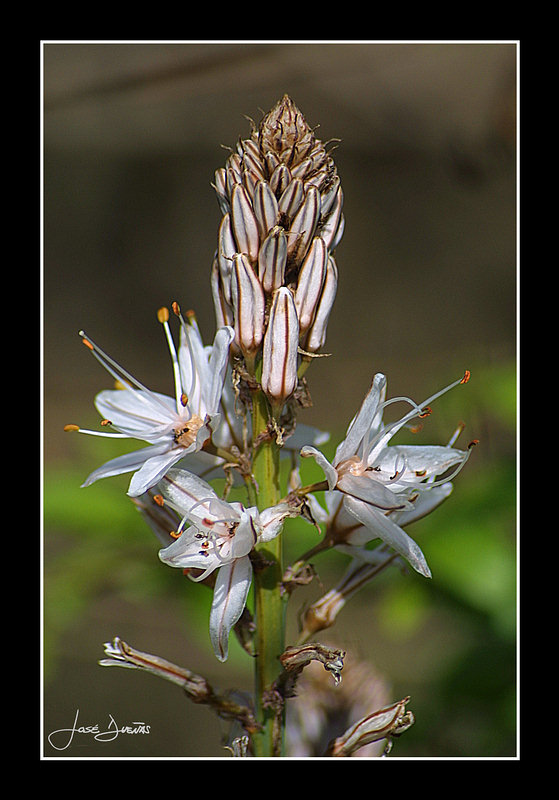 фото "Asphodelus fistulosus ( Asphodel )" метки: природа, цветы