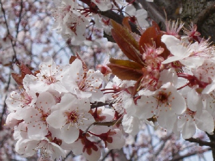 фото "Springflower" метки: разное, пейзаж, весна