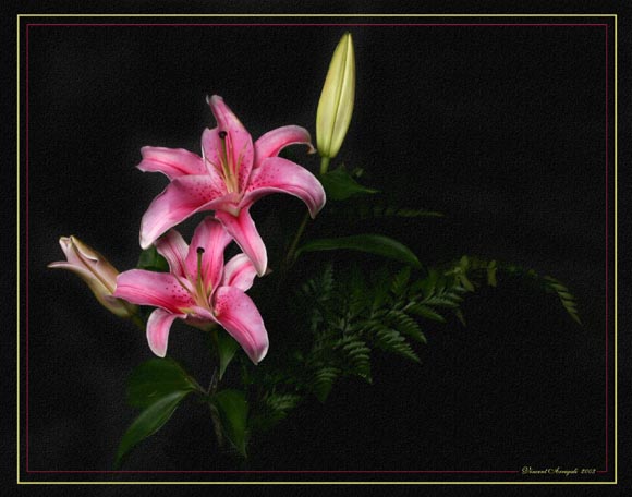 photo "Lillies" tags: still life, nature, flowers