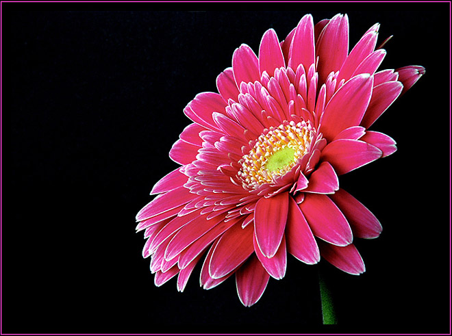 photo "Gerbera #01" tags: macro and close-up, nature, flowers