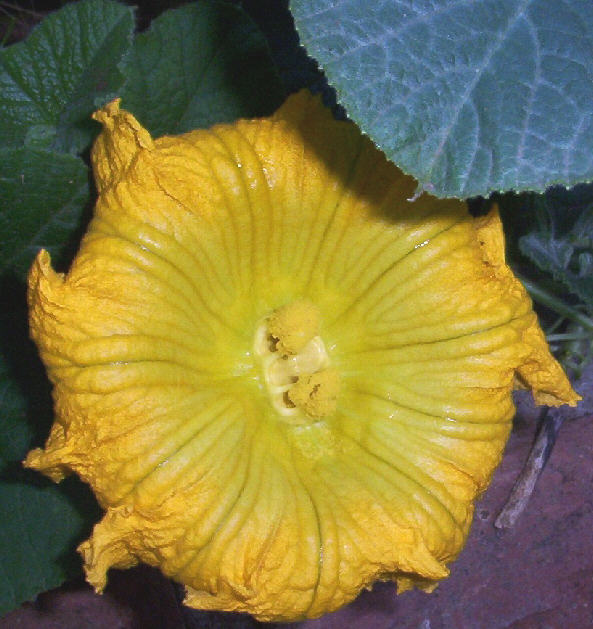 фото "Mutant Pumpkin Flower" метки: природа, цветы