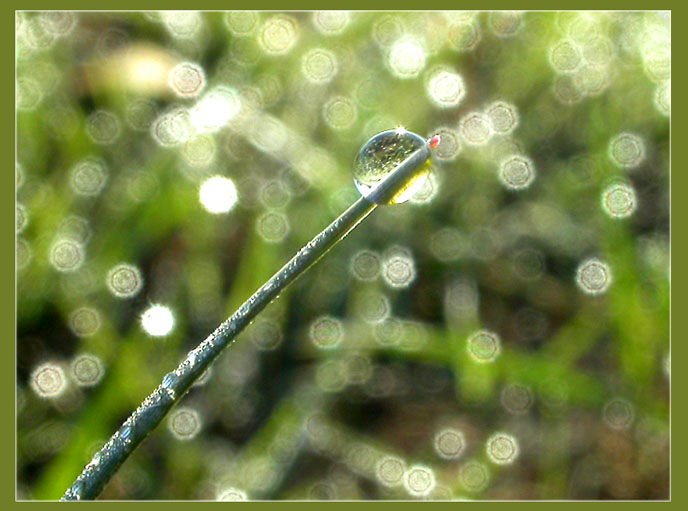 photo "Dew" tags: nature, flowers