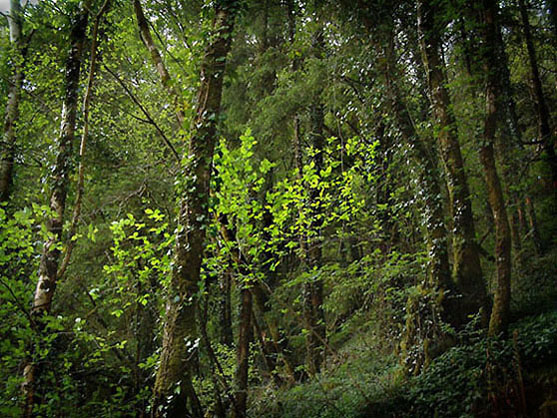 photo "Spring leaves" tags: nature, landscape, flowers, spring