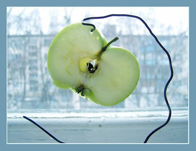 фото "A craddle of the apple seeds" метки: натюрморт, макро и крупный план, 