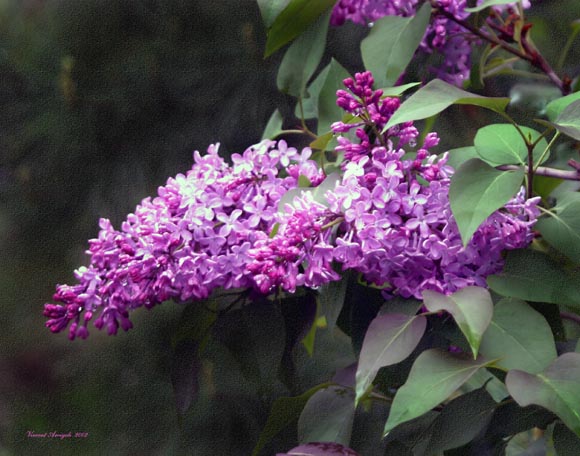 photo "*****" tags: nature, flowers