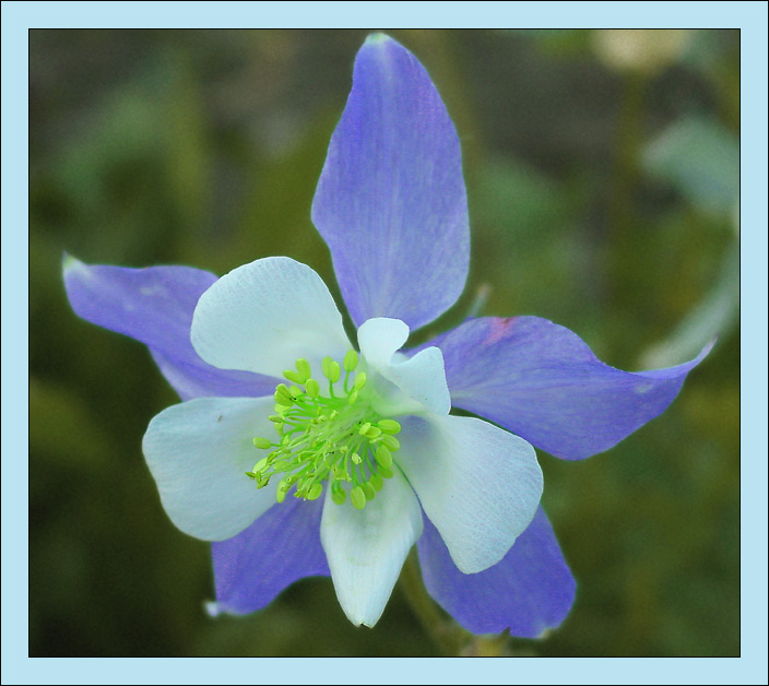 photo "Blue Star" tags: nature, macro and close-up, flowers