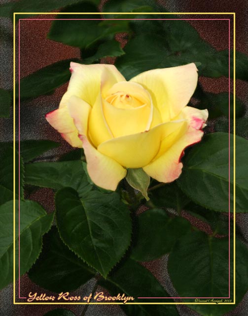 photo "Yellow Rose of Brooklyn" tags: nature, still life, flowers