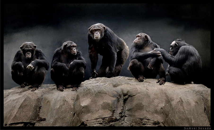 Группа обезьян. Детеныш бонобо. Стадо обезьян. Стадо высших приматов. Стая обезьян.