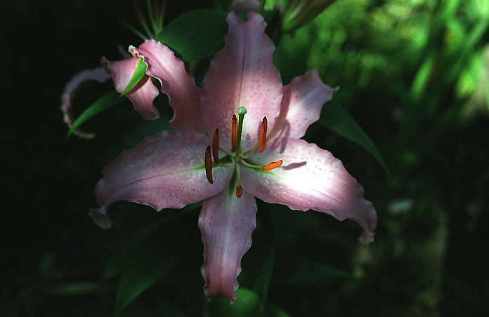 photo "lily" tags: nature, flowers