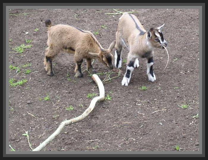 photo "Brothers." tags: nature, pets/farm animals