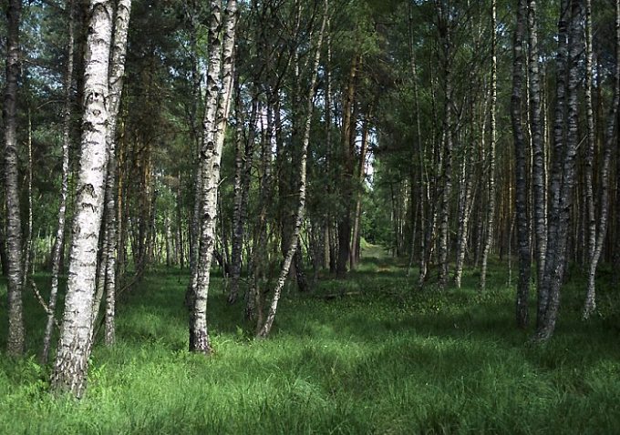 фото "wood" метки: пейзаж, лес