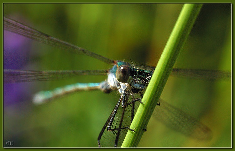 фото "Dragonfly" метки: макро и крупный план, 