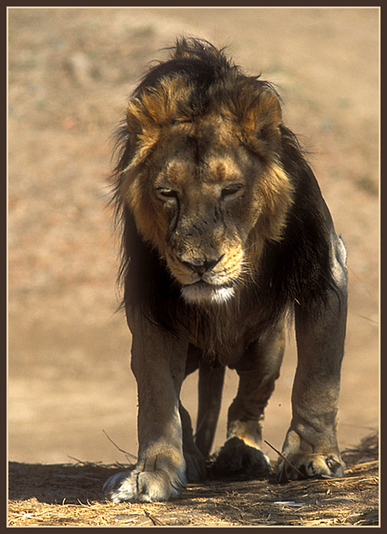 фото "Tired King" метки: природа, дикие животные