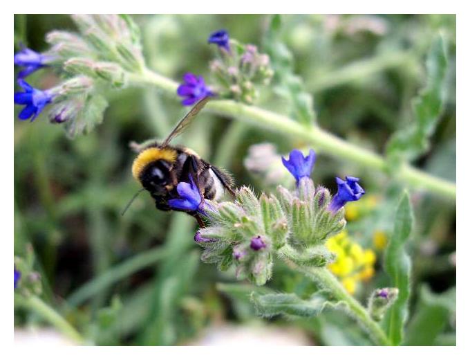 photo ".@." tags: macro and close-up, nature, insect