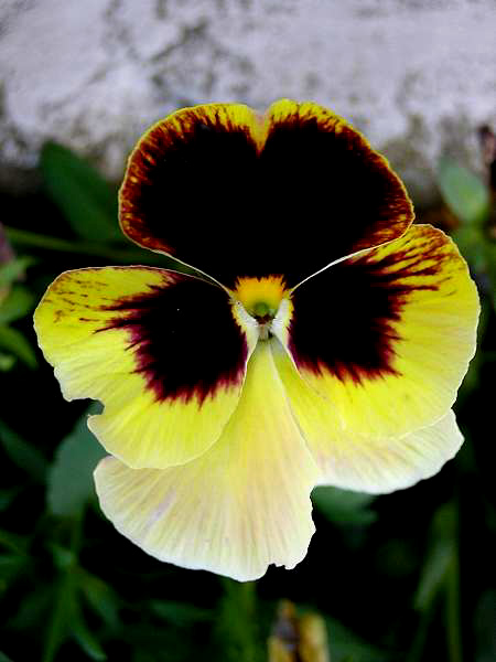 фото "*My pansies*" метки: природа, макро и крупный план, цветы