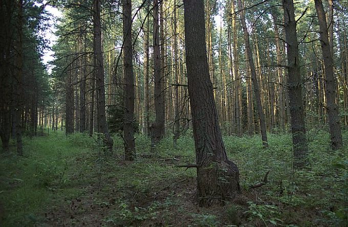 фото "Forest" метки: пейзаж, лес