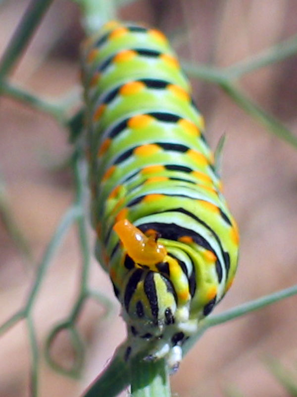 photo "Magic Bus Ride" tags: nature, insect