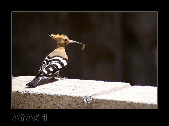 photo "The Hoopoe Frinedship!" tags: nature, wild animals